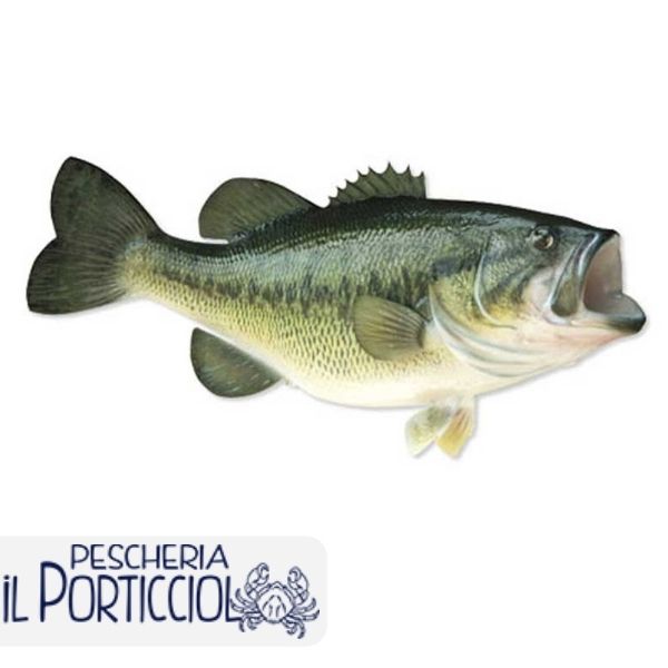 Boccalone - Pesce di acqua dolce - Pescheria il Porticciolo