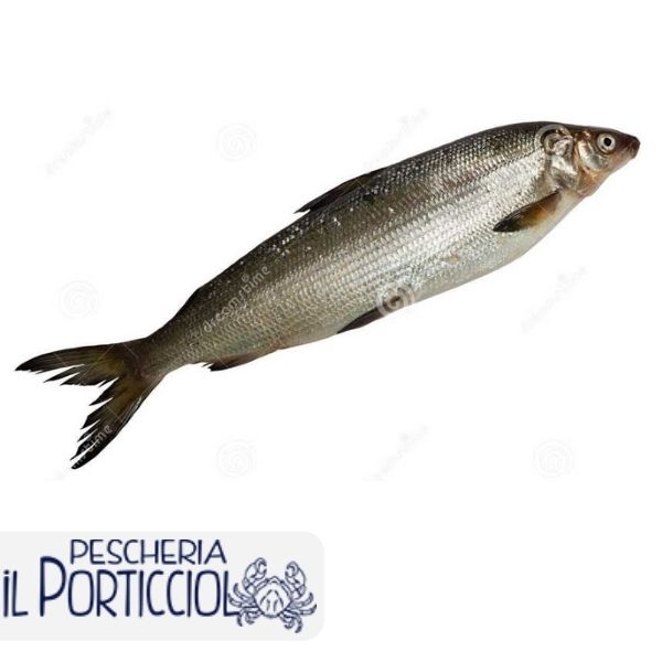 Coregone - Pesce di acqua dolce - Pescheria il Porticciolo