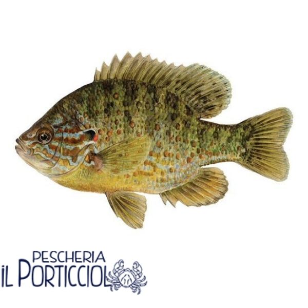 Persico Sole - Pesce di acqua dolce - Pescheria il Porticciolo