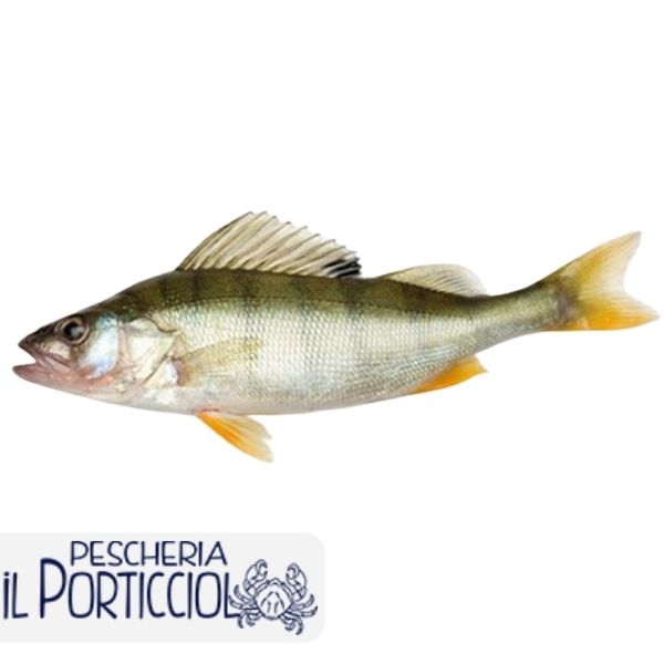 Persico reale - Pesce di acqua dolce - Pescheria il Porticciolo