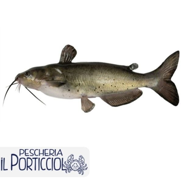 Pesce Gatto - Pesce di acqua dolce - Pescheria il Porticciolo