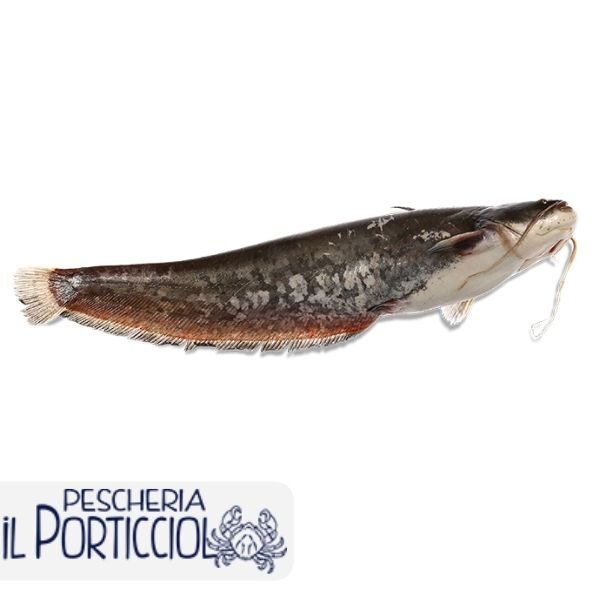 Pesce Siluro - Pesce di acqua dolce - Pescheria il Porticciolo