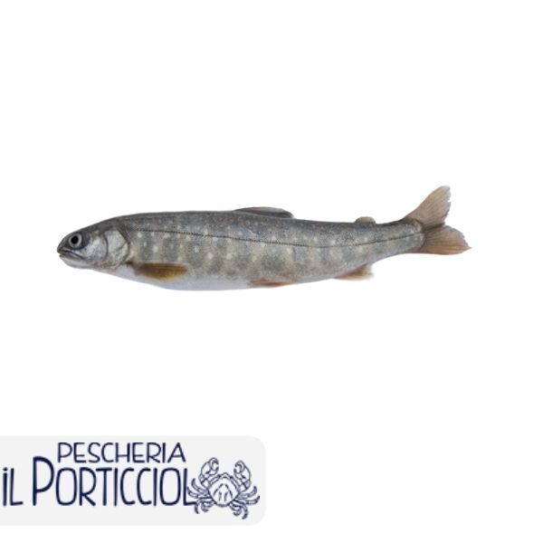 Salmerino - Pesce di acqua dolce - Pescheria il Porticciolo